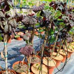 Lieska obyčajná (Corylus avellana) ´RED MAJESTIC´ - výška 60-80 cm, kont. C5L - NA KMIENKU